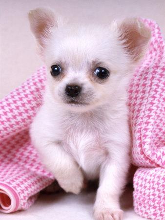 Chiwawa Puppies on Teacup Chihuahua    65129973 2 Adorable Teacup Chihuahua Puppies