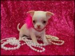 big_potty trained and adorable teacup chihuahua puppy01